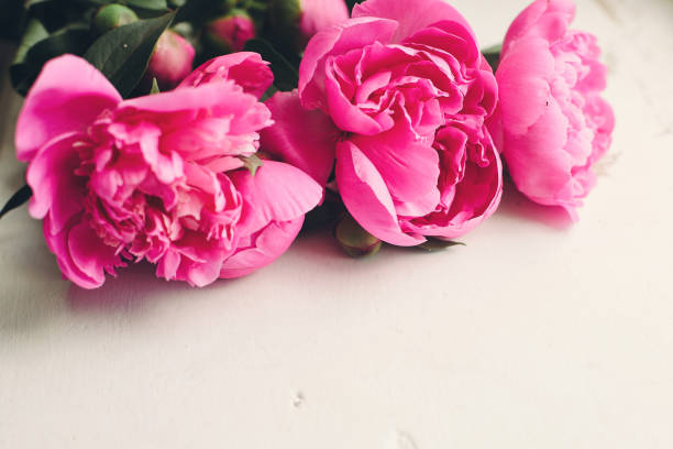 istock lovely pink peonies  on rustic white wooden background top view, space for text. floral greeting card mock-up. happy mothers day concept or valentines. beautiful spring image 1004398414