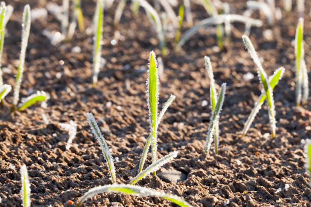 istock sprouts of barley 1004407846
