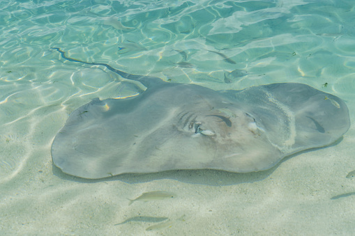Stingray in shallow sea with some small fishes swimming around it.