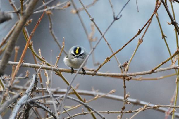 istock Golden crowned kinglet 1004416354