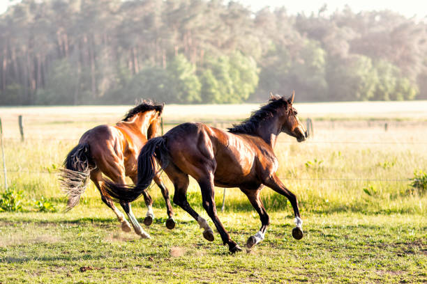 istock Running horses on the field.Nature 1004424822