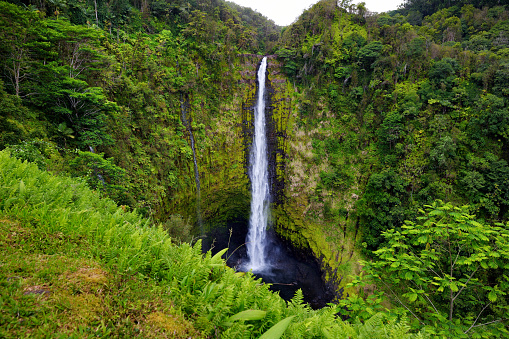 Majestic Akaka Falls waterfall located on Kolekole Stream on the Big Island of Hawaii, USA