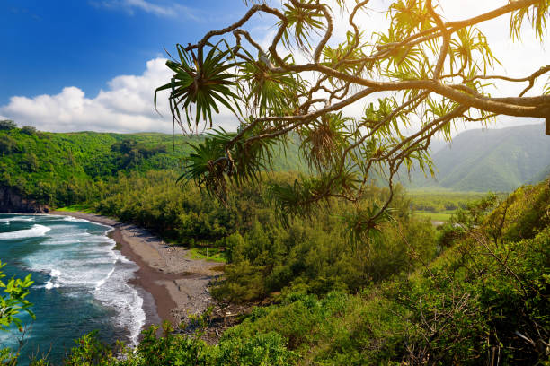 Stunning view of rocky beach of Pololu Valley, Big Island, Hawaii, taken from Pololu trail. Stunning view of rocky beach of Pololu Valley, Big Island, Hawaii, taken from Pololu trail, Hawaii, USA pololu stock pictures, royalty-free photos & images