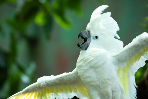 istock Animated white cockatoo putting on a show. 1004435392