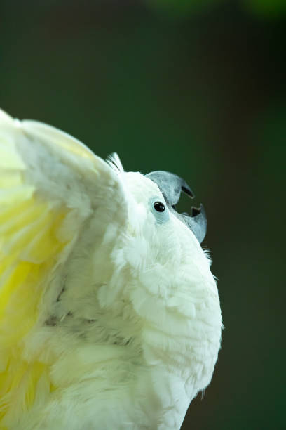 istock Animated white cockatoo putting on a show. 1004435394