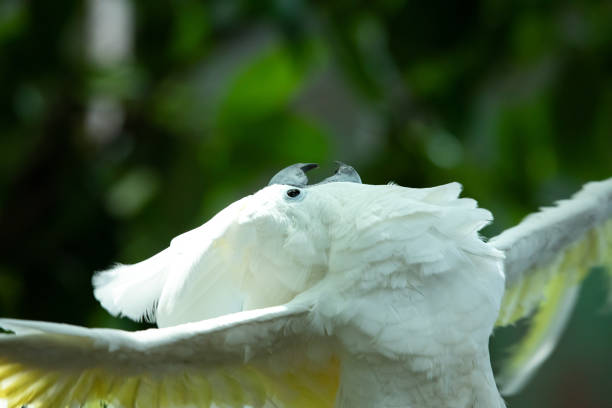 istock Animated white cockatoo putting on a show. 1004435404