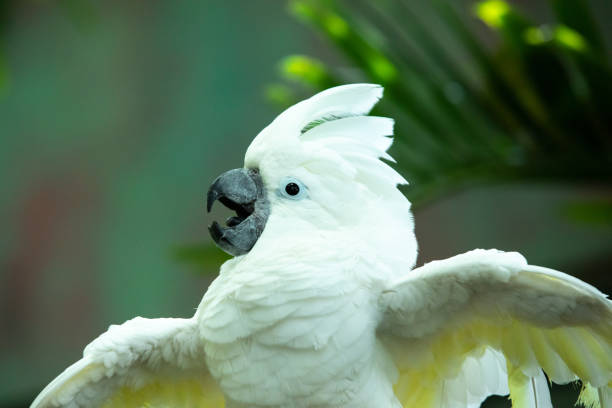 istock Animated white cockatoo putting on a show. 1004435464
