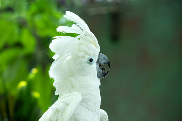 istock Animated white cockatoo putting on a show. 1004435500