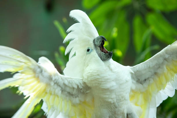 Animated white cockatoo putting on a show.