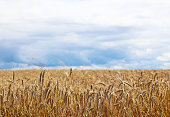 A field of rye and barley on a sky with dark clouds. Maturation of the future harvest. Agrarian sector of the agricultural industry. Plant farm. Growing of cereal crops. Source of food and well-being
