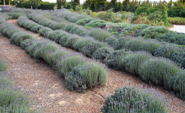 istock Field of fresh blooming lavender herbal plants 1004439800