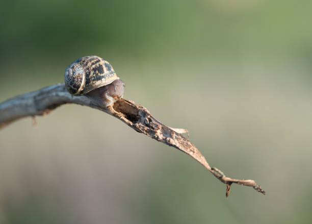 istock Small snail crawling in a dead plant 1004443878