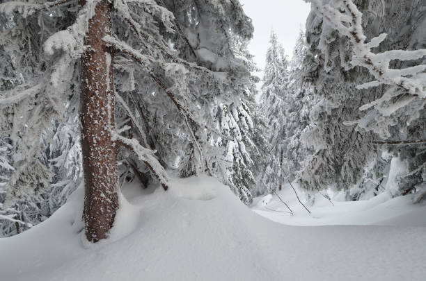 istock Snowdrifts in a winter forest 1004445588