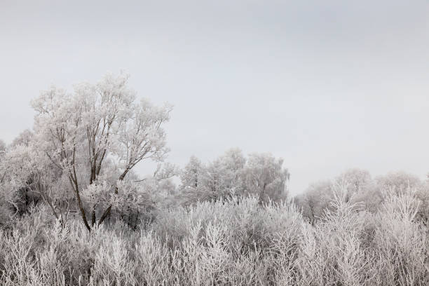 istock Trees in the frost 1004453790