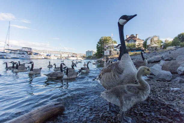 wild goose in willamette river, portland
