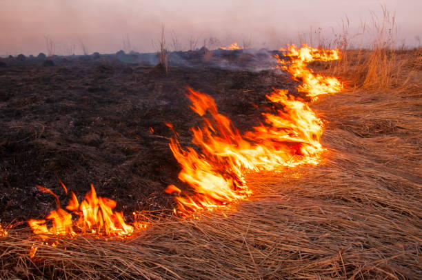 istock On a hot summer day, dry grass is burning on the field. 1004460558