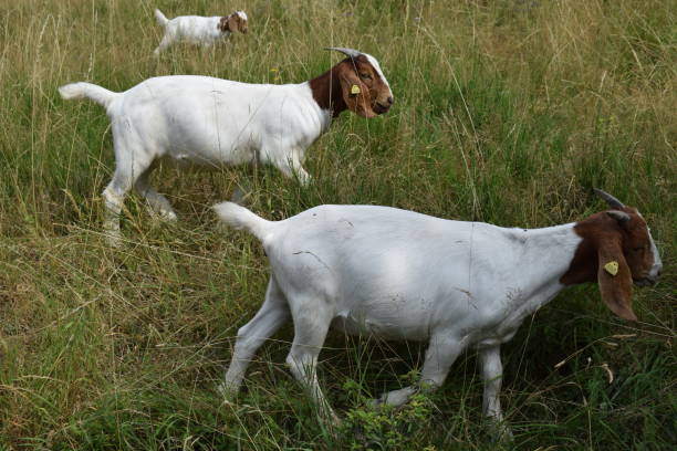 istock semi wild goats at 