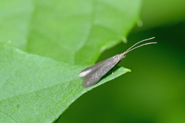 istock Butterfly sitting on the grass. 1004475822