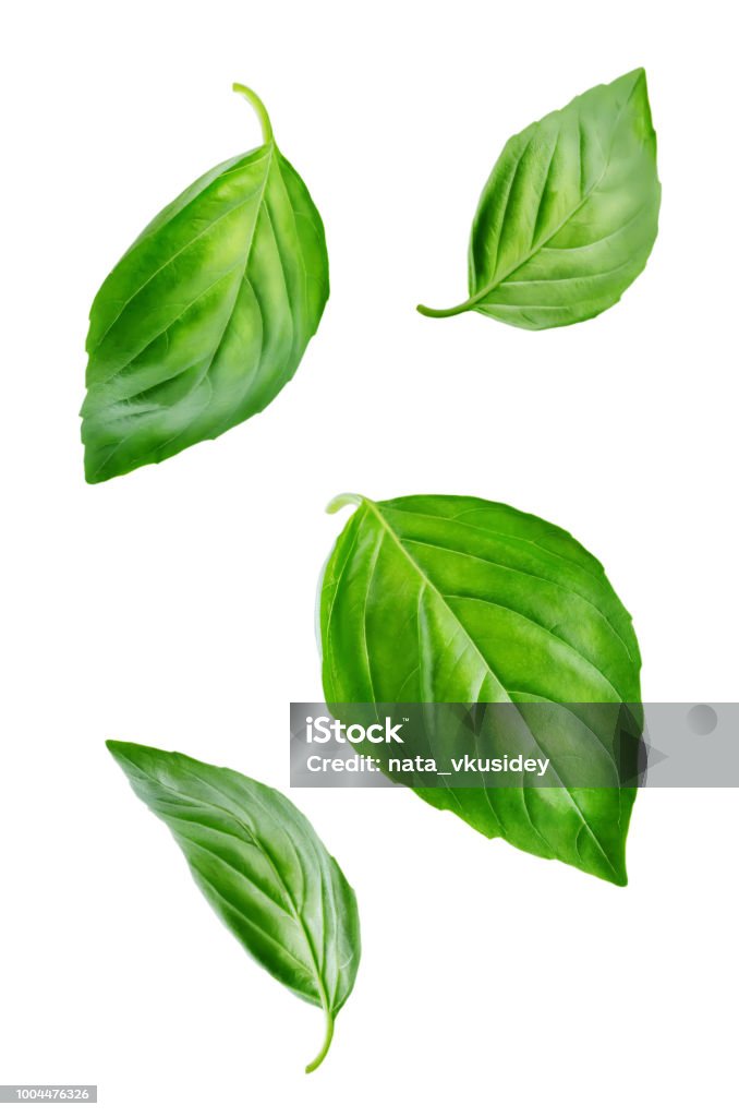 신선한 비행 바 질 잎 - 로열티 프리 잎 스톡 사진