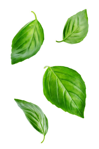 Fresh Flying Basil leaves Fresh Flying Basil leaves on a white background. toning. selective focus basil photos stock pictures, royalty-free photos & images