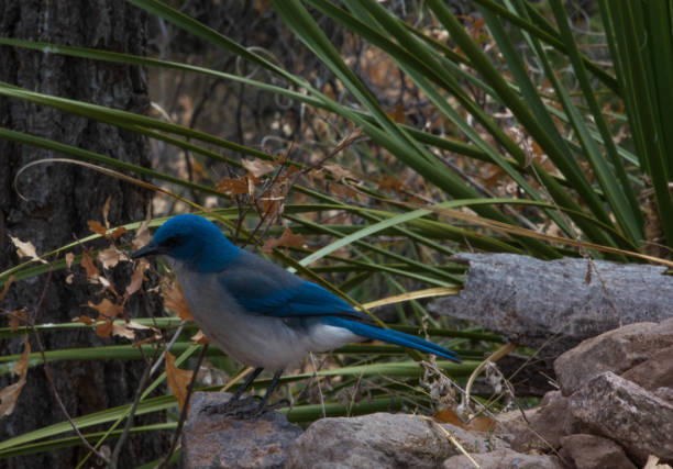 istock Mexican Jay in Big Bend National Park 1004476502