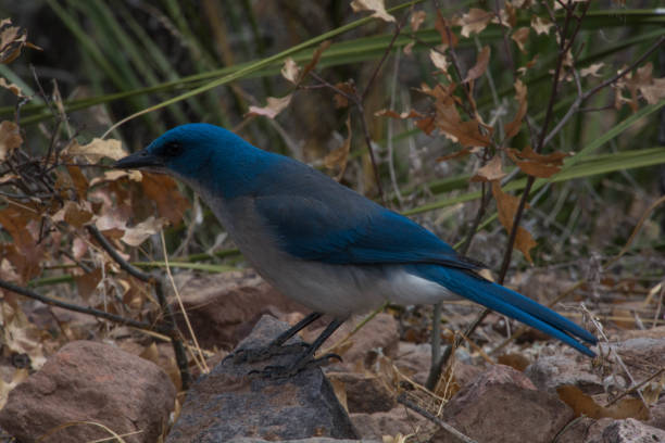 istock Mexican Jay in Big Bend National Park 1004476508