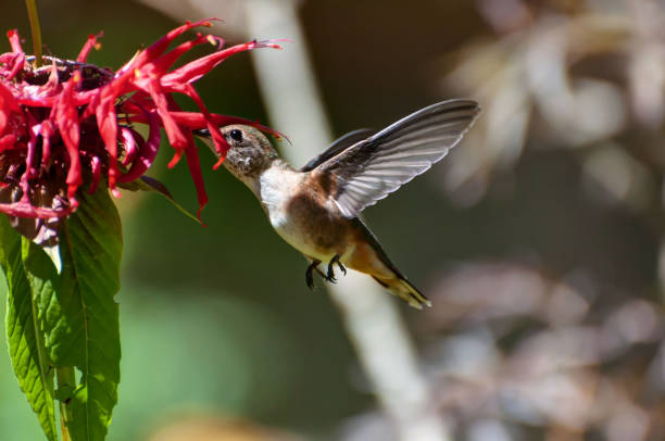 istock Hummingbird eating red flowers 1004478790