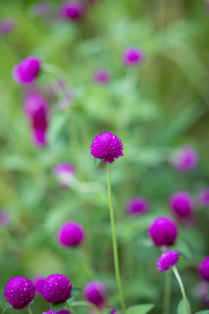 istock close-up of purple globe amaranth flower 1004479266