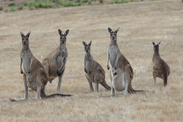 istock Western Grey Kangaroo, Macropus fuliginosus 1004487994