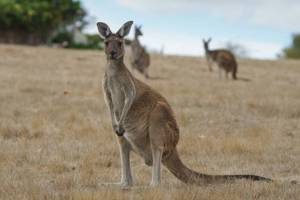 istock Western Grey Kangaroo, Macropus fuliginosus 1004488006