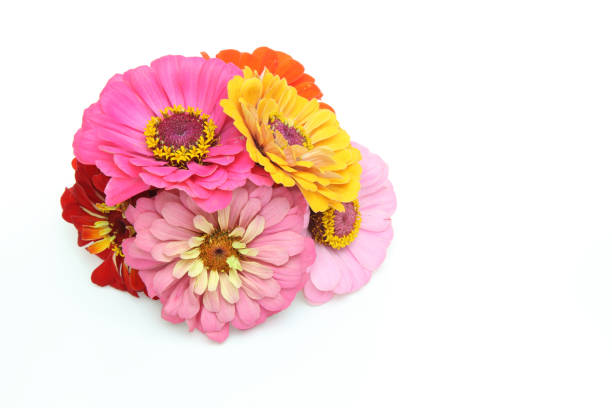 istock bouquet of zinnia in a white background 1004488260