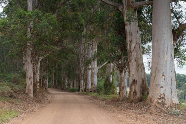 istock Mount Frankland National Park, Western Australia 1004490574