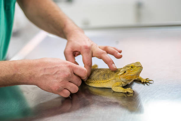 istock Close-up of a veterinarian inspecting a bearded dragon lizard 1004491092