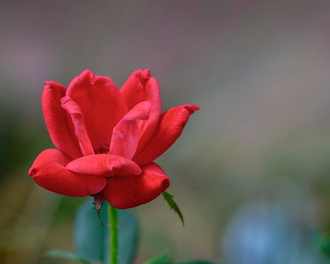 selective focus of Nature red rose in the garden with blur background