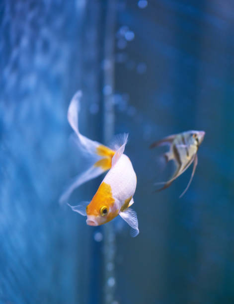 istock Goldfish in blue aquarium water 1004494506