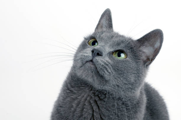 istock studio portrait of a beautiful grey cat on white background 1004495262