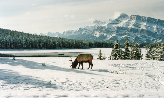 Elk at No Jack Lake in   Banff National Park