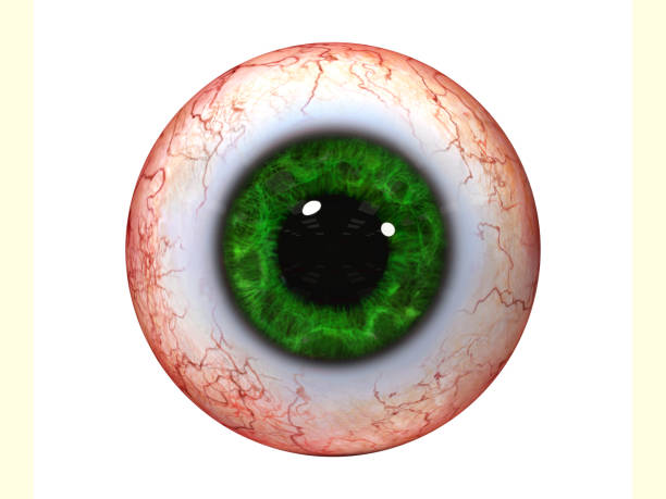 istock realistic human eyeball with green iris isolated on white background (3d rendering) 1004504424