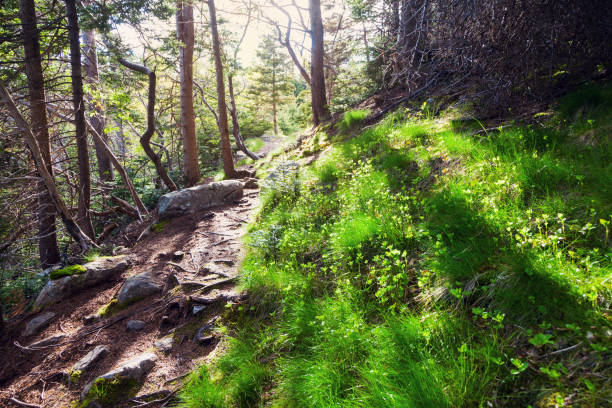 istock Trail to Bay Bulls Lighthouse, Newfoundland 1004507556