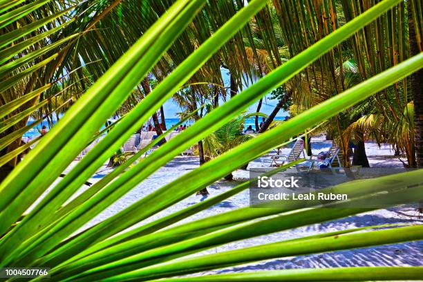 A Tropical Beach In Roatan Honduras Cruise Tourists Soaking Up The Sun And Swimming In The Ocean Masked By A Palm Frond Stock Photo - Download Image Now