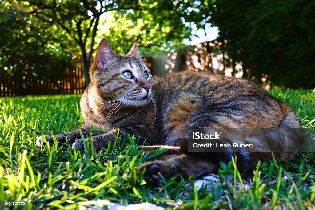 A tabby cat lounges in the backyard enjoying the flora and fauna. My cat was awakened from a nap by a bird divebombing her and then taunted her from afar.  She looks so optimistic here, but I know she's just thinking... "shhhhh, I just want to sleep!". Agricultural Field Stock Photo
