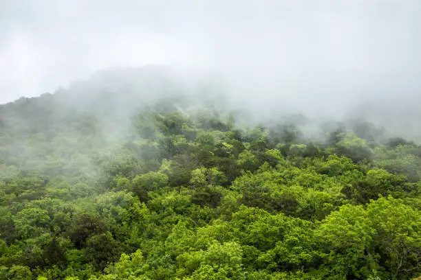 Mystical landscape.The green tops of the hills are covered with thick fog. The sky is hidden behind the clouds.