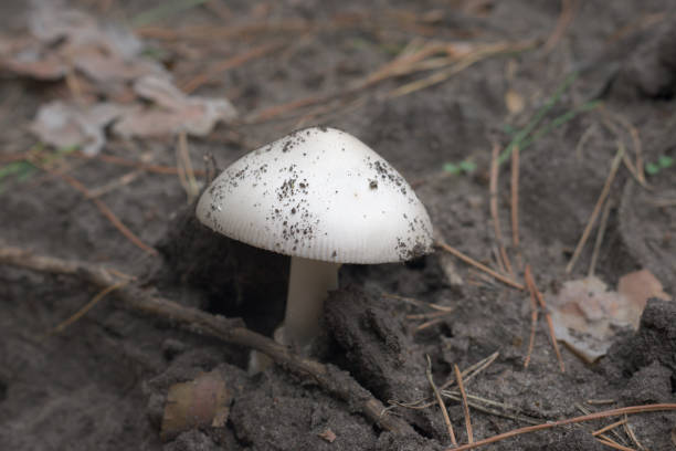 snow ringless amanita with smooth perfect shape domed cap, lightly sprinkled by grains of soil