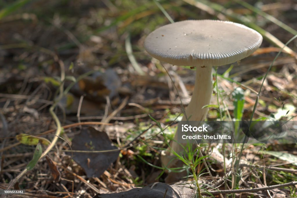 mushroom with a strongly curved white stem and lead-gray cap with flies on the bottom (spores) side mushroom with strongly curved white stem and lead-gray cap with flies on bottom (spore) side Agaric Stock Photo