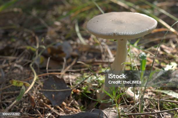 Mushroom With A Strongly Curved White Stem And Leadgray Cap With Flies On The Bottom Side Stock Photo - Download Image Now