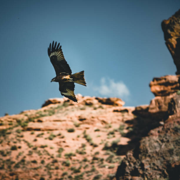 istock Bald Eagle flying over canyon with blue sky and clouds 1004513640
