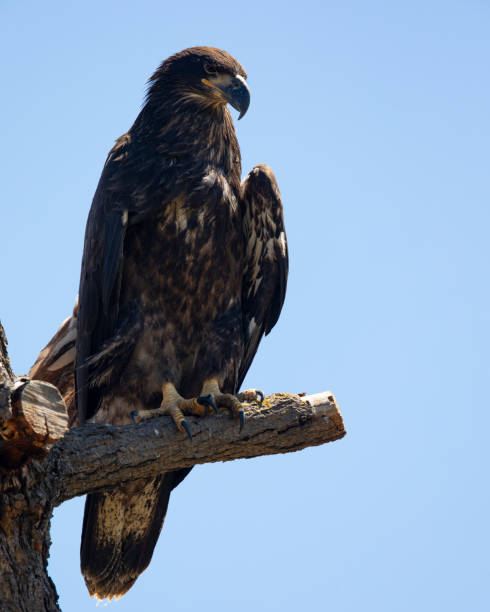 istock 3-months old bald eagle eaglet, seen in the wild in  North California 1004513668
