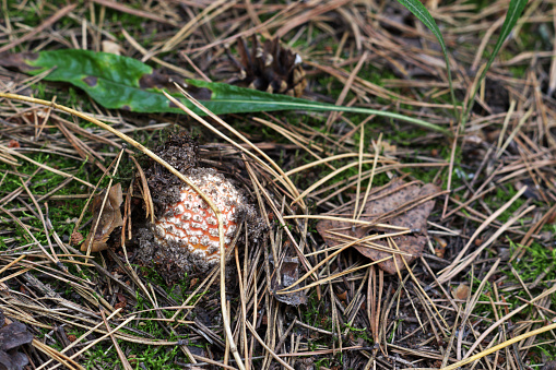 fly agaric, struggles out from under the moss in the coniferous forest