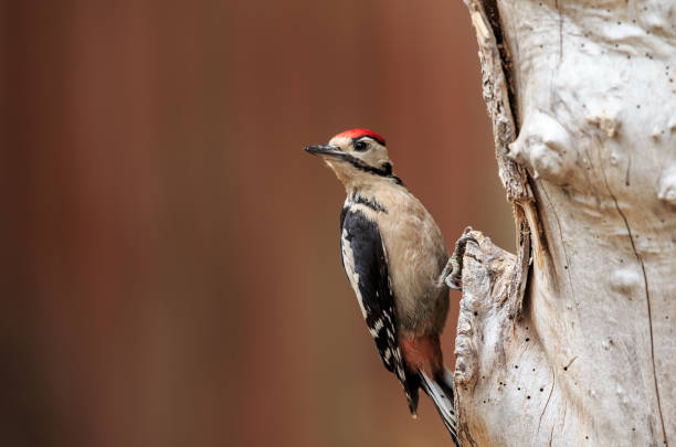 istock A juvenile Great spotted woodpeccker 1004518220