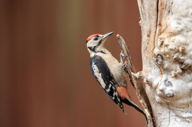istock A juvenile Great spotted woodpeccker 1004518284